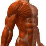 How Does Muscle Behave And How Can You Benefit From It?