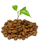 Move Over, Tea, it’s Coffee’s Turn to ‘Go Green’