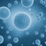 Can your cells hold the secrets to anti-ageing?