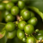 The health benefits of coffee bean extract