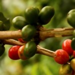 How to lose weight with a green coffee bean diet