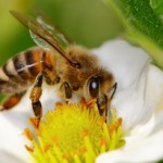 Bee Propolis – Another Wellness Gift From The Bees