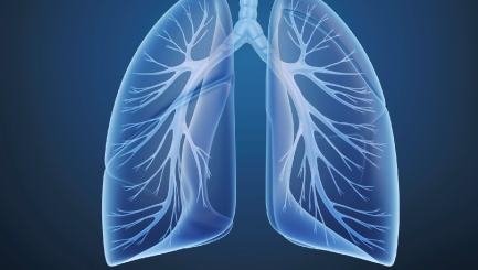lungs