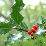 Can Mistletoe be a natural chemotherapy alternative?