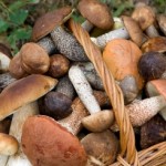 Research Shows That Magic Mushrooms Can Reduce Anxiety
