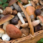 The Potential Health Benefits Of ‘Magic Mushrooms’