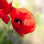 Can California Poppy Seeds Relieve Pain And Help You Sleep?