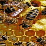What Are The Many Amazing Qualities of Royal Jelly?