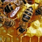 The Amazing Health Benefits Of Bee Pollen