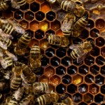 What Are The Health Benefits Of Royal Jelly?