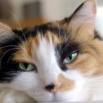 Is Your Cat Experiencing The Painful Signs Of Arthritis?