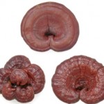 Extraordinary Health Benefits Of Reishi Mushrooms Explored