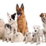 What Are The Top Dogs For Family-Friendliness?