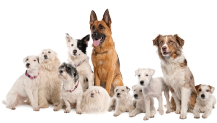 What are the Top Dogs for Family-Friendliness