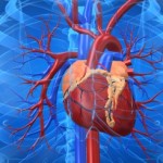 Heart Failure Could Be Tackled By Calcium Sponge