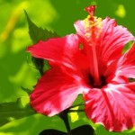 Hibiscus Flowers And Their Amazing Potential