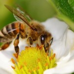 Give Your Skin A Buzz: Is Bee Venom The Key To Anti-Ageing?