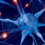 Which Vitamins Can Help to Support Your Nervous System?