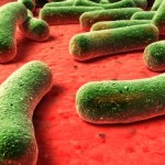How Does a Microbe in Mouse Gut Help in Weight Loss?