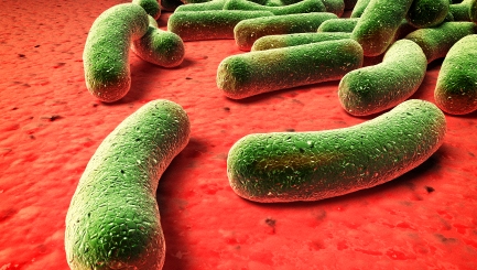 bacteria bones