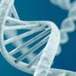 Osteoarthritis Gene May be Related to Obesity and Ageing