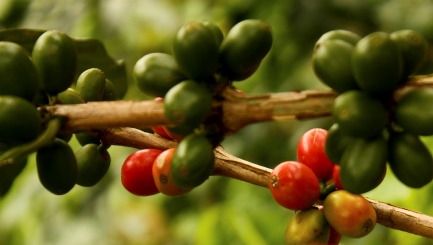 green coffe beans