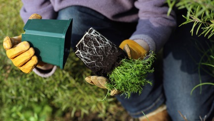 planting in spring