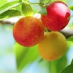 Could You Fight Ageing with an Australian Bush Plum?