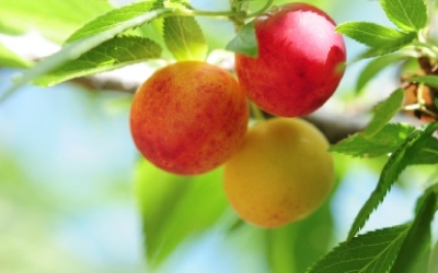 bush plum
