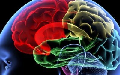 brain memory