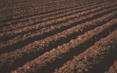 soil